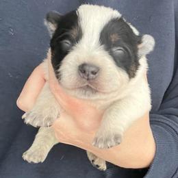 Boy 2 - Blue male Australian Cattle Dog puppy in Irvington, Kentucky from Dry Valley’s Australian Cattle Dogs