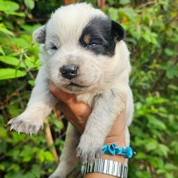 Blue boy 1 - Blue male Australian Cattle Dog puppy in Dalton, Pennsylvania from Whiteduck Mountain Kennel AKC Australian Cattle Dogs and Windy Hill Acres Kennel LLC AKC Fox Red Labrador Retrievers