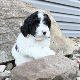 Roscoe - Tri-color male Labradoodle puppy in Bruceton Mills, West Virginia from Adonai Ra'ah Farms