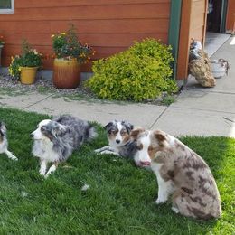 Miniature American Shepherds from Rose Creek Mini Aussies and Doodles
