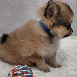 Meeno - Red sable male Pomeranian puppy in Linwood, North Carolina from My Tiny Paws