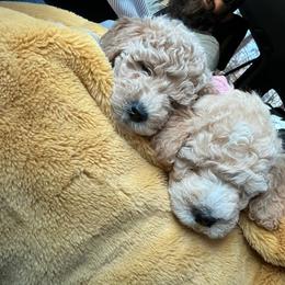 Goldendoodle Puppies from Highland Grove Doodles, LLC