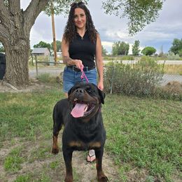 Xolotl - Rottweiler