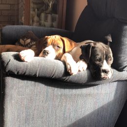 Boxer All Grown Up from Duck Creek Kennels
