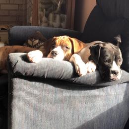 Boxer All Grown Up from Duck Creek Kennels