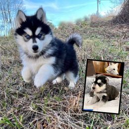 Hex - Black and white Siberian Husky puppy in Delta, Alabama from Gathering Rock Siberian Huskies