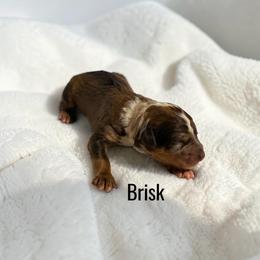 Brisk - Brown merle male Aussiedoodle puppy in Ellenburg Center, New York from Kristin's Puppies