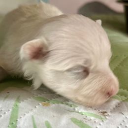 Puff boy 1 - White and black male Chinese Crested puppy in Rockvale, Tennessee from Cosmic Chinese Cresteds & Wind-Echo Poodles