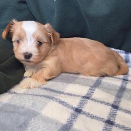 Dark Blonde Male - Gold male Yorkshire Terrier puppy in Lakeland, Florida from You Me & The Yorkies