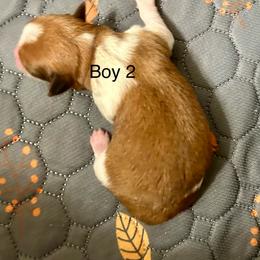 Boy 2 - Black & tan tri-color male Morkie puppy in Ocala, Florida from Hummingbird Fields
