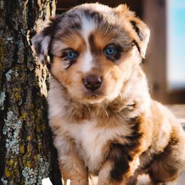 Nemo - Red merle male Miniature Australian Shepherd puppy in Mc Alester, Oklahoma from Angel's Aussies