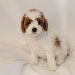 Bernedoodle, Cavapoo, and Poodle Puppies from Liberty Farms Puppies