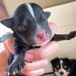 Boy 4 - Black tri male Toy Australian Shepherd puppy in Columbia Falls, Montana from Firefly Aussies & Aussiedoodles