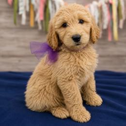 Amaryllis - Cream female Goldendoodle puppy in Lisbon, Ohio from Willow Lane Doodles