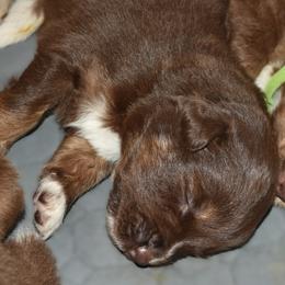 Yellow - Red tri-color female Australian Shepherd puppy in Bloomfield, New York from Wayward Trails Kennel