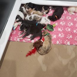 Silken Windhound Puppies from Silken Agents of CSBeck