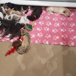 Silken Windhound Puppies from Silken Agents of CSBeck