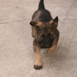 Shiloh Shepherd Puppies from Solace Shilohs