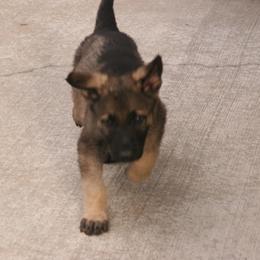 Shiloh Shepherd Puppies from Solace Shilohs