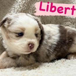 Liberty - Red merle female Miniature Australian Shepherd puppy in South Central, Pennsylvania from Windy Hills Mini Aussies & Doodles