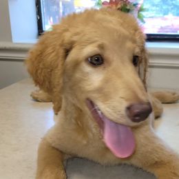 Girl 1 - Red  Goldendoodle puppy in Florida from Adonai's Creation Doodles