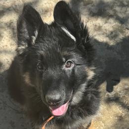 German Shepherd Puppies from Brooks High Quality Breeders