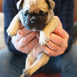 French Bulldog Puppies from Camp Fine Frenchies