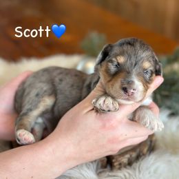 Scott - Blue merle male Aussiedoodle puppy in Lancaster, Minnesota from Finney Ranch