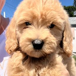 Brown Boy - Cream male Goldendoodle puppy in Largo, Florida from My Favorite Doodle