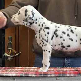 Prancer (red) - Dalmatian puppy in Acampo, California from Gateway Farm Dalmatians