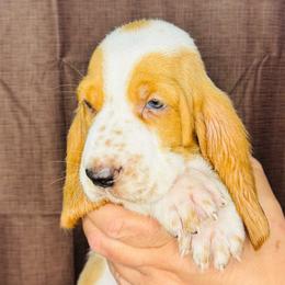 Brown - Lemon and white male Basset Hound puppy in Justin, Texas from S&G's Bassets