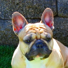 French Bulldog All Grown Up from Sierra Moon Frenchies