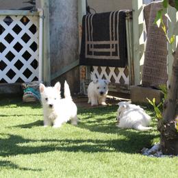 West Highland White Terrier Puppies from San Diego Westies