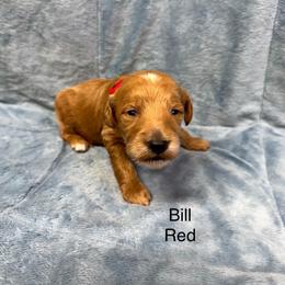 Bill - Red  male Goldendoodle puppy in Golden, Colorado from Golden Mesa Doodles