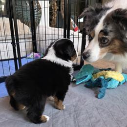 Miniature American Shepherd Puppies from All About Me Miniature American Shepherds