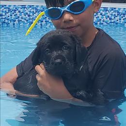 Labrador Retriever Puppies from Labs4Ever Labradors