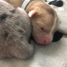 Pomsky Puppies from Eclipse Pomsky’s