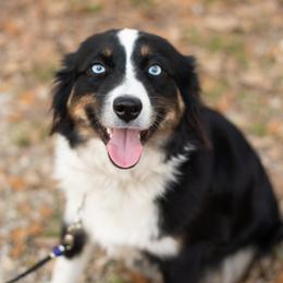 Dakota - Miniature Australian Shepherd