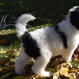 Moomoo - Black and white Bernedoodle puppy in Fargo, North Dakota from Belly Rubs