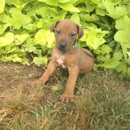 Elle - Rd whtn blk nose female Rhodesian Ridgeback puppy in Carney, Oklahoma from River Run Parson Russell terriers & River Run Ridgebacks