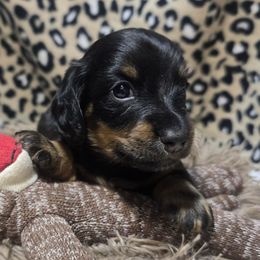 Benelli - Black and tan female Dachshund puppy in Bigfork, Minnesota from Long Ears and Long Dogs Ranch