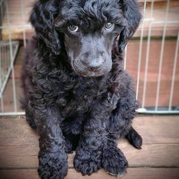 Cavalier King Charles Spaniel and Poodle Puppies from Callaway's Cavaliers