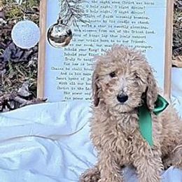 Goldendoodles from Taylor Made Goldendoodles