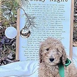 Goldendoodles from Taylor Made Goldendoodles