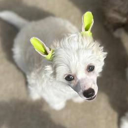Beautiful Happy Happy Puff Boy - Cream male Chinese Crested puppy in Tomball, Texas from Gracieux Chinese Cresteds