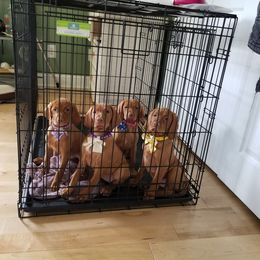 Vizsla Puppies from The Noble Puppy