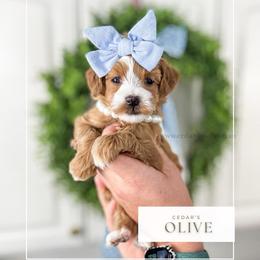 O L I V E - Red  female Goldendoodle puppy in Cedar City, Utah from Cedar Doodles- Home of the Teddybear Goldendoodle