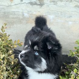 Pomsky Puppies from PomskyParadise