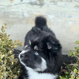 Pomsky Puppies from PomskyParadise