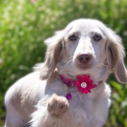 Blanca - Dachshund